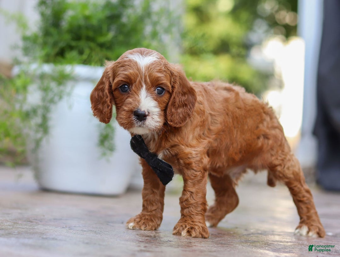 Cavapoo dogs for sale: Bean - Image 9