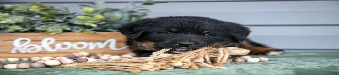 Tex