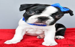 Boston Terrier dogs for sale: Murphy - Image 1
