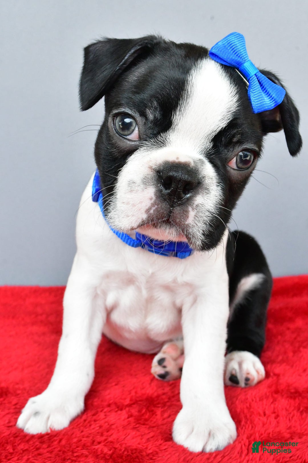 Boston Terrier dogs for sale: Murphy - Image 1