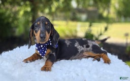 Miniature Dachshund dogs for sale: Kody - Image 9