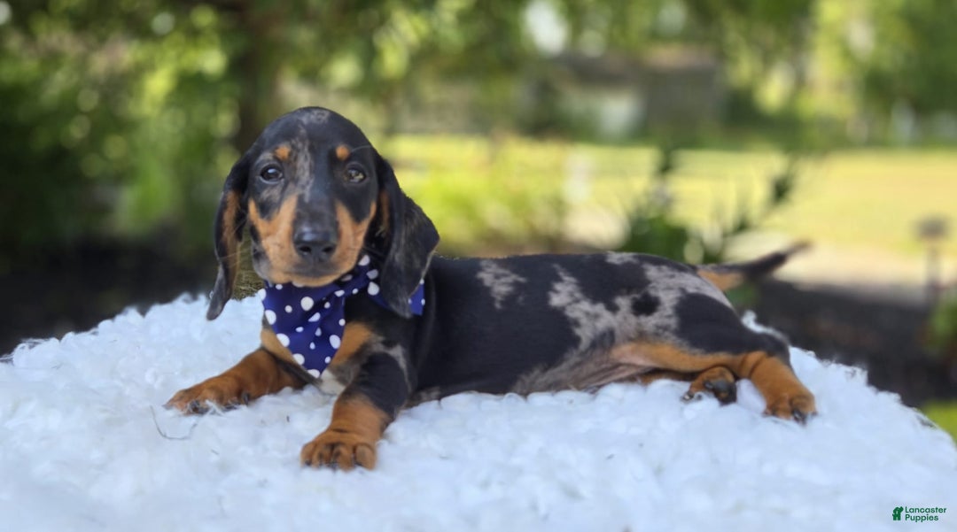 Miniature Dachshund dogs for sale: Kody - Image 9