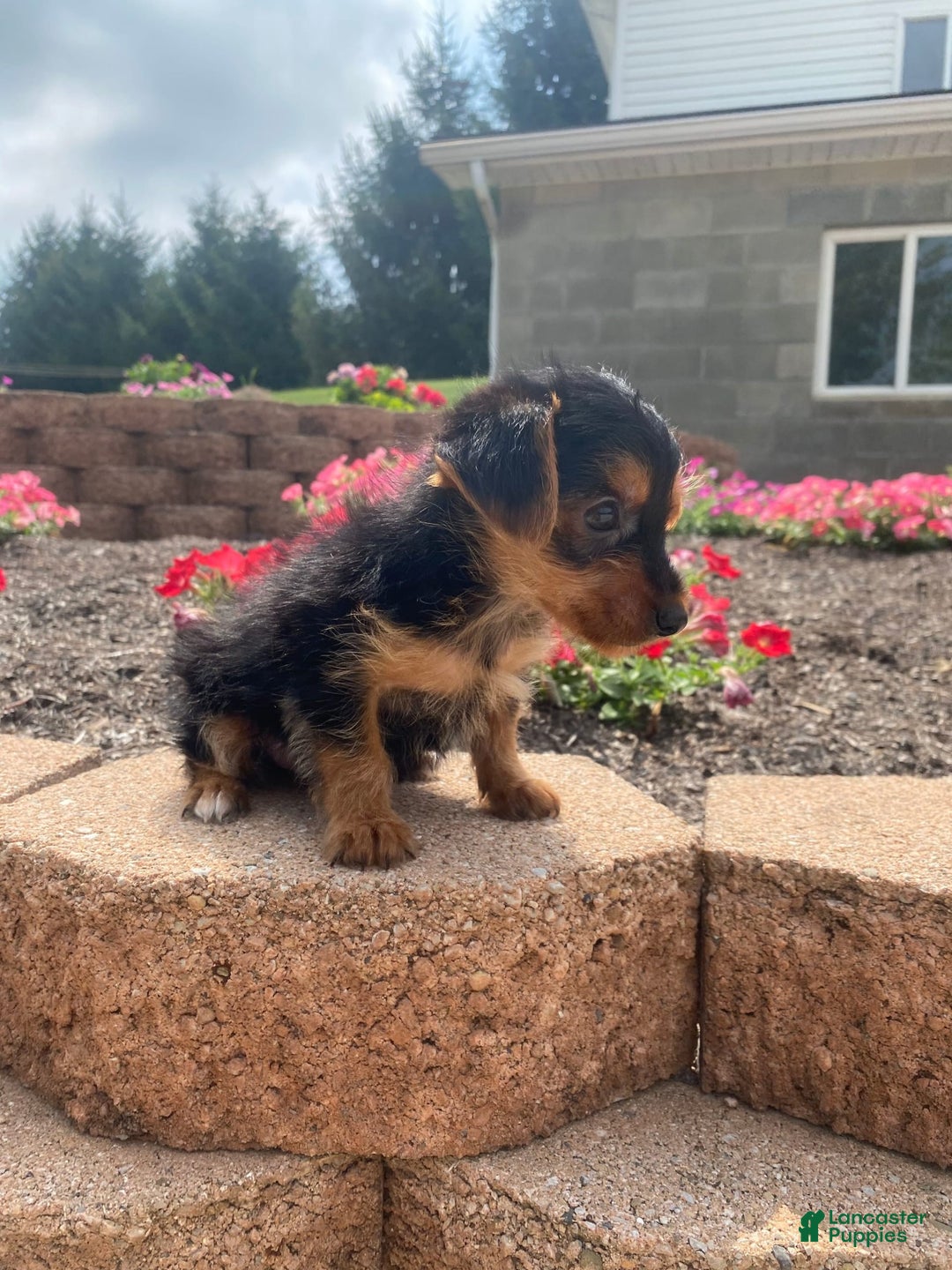 Yorkshire Terrier dogs for sale: Jag - Image 5