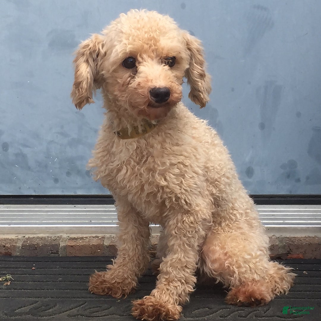 Maltipoo dogs for sale: Nixon - Image 11
