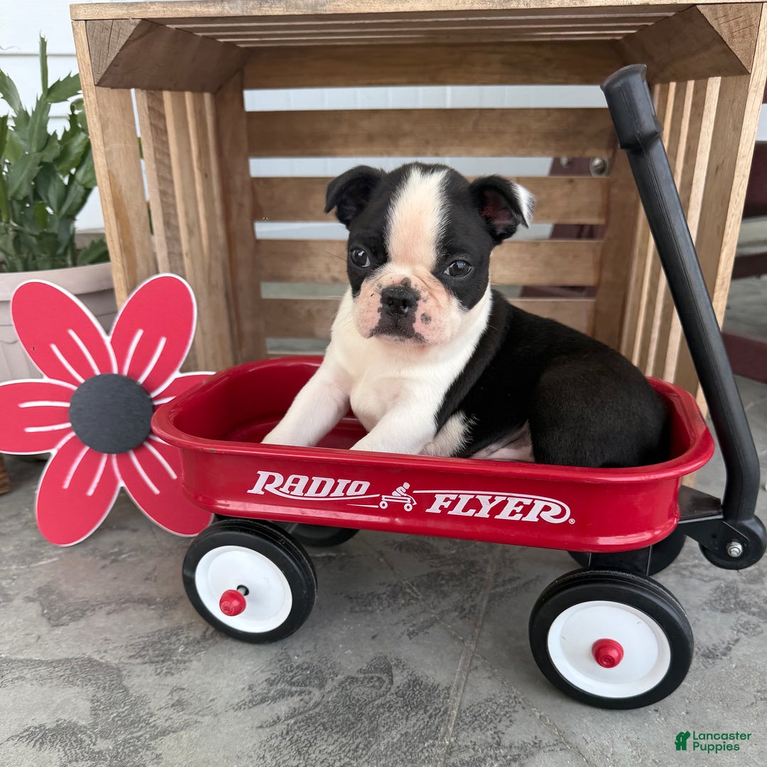 Boston Terrier dogs for sale: Brandon - Image 4