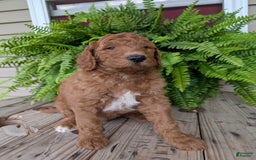 Goldendoodle dogs for sale: Teddy - Image 15