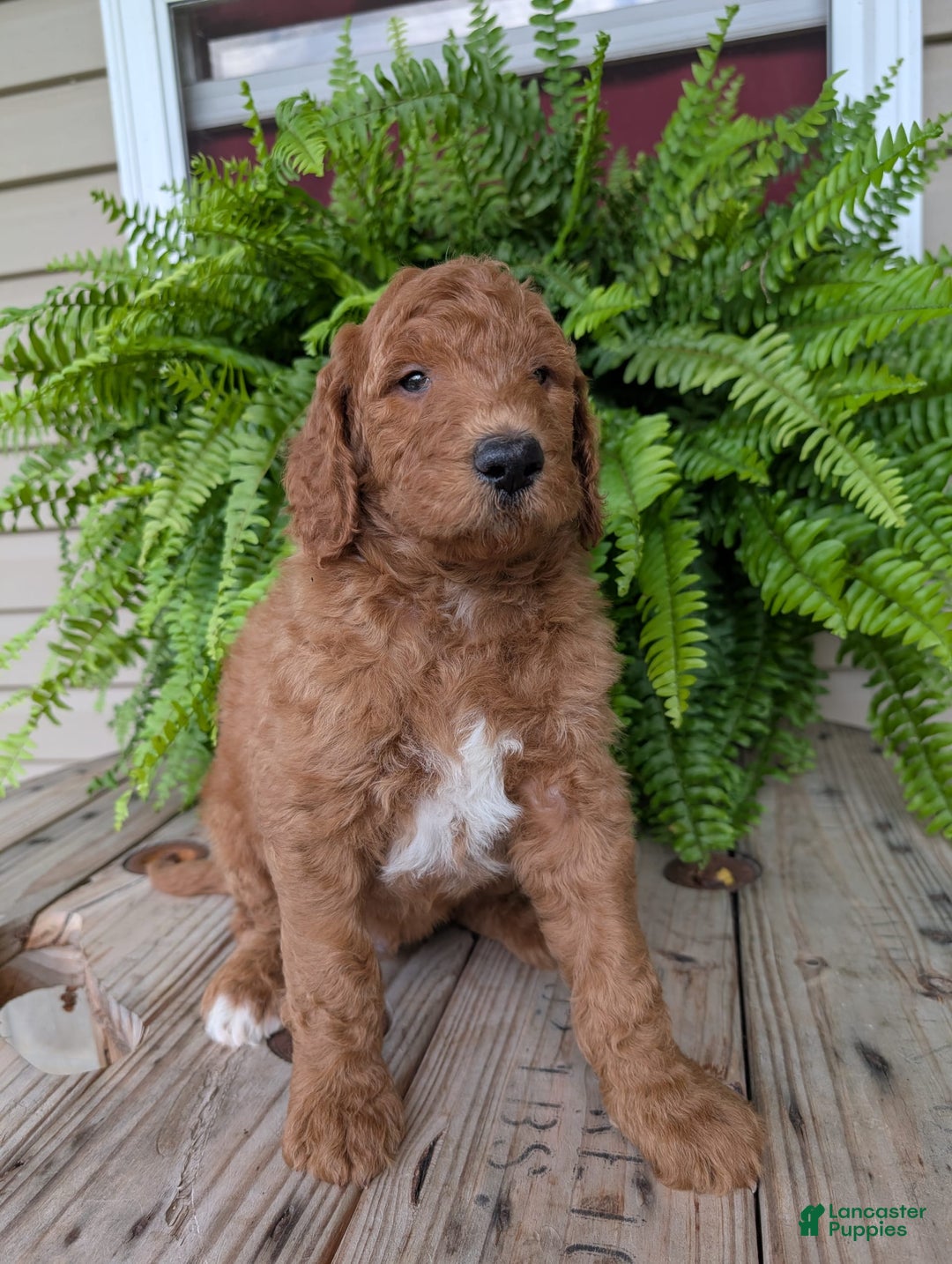 Goldendoodle dogs for sale: Teddy - Image 15
