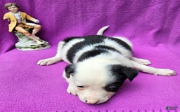 Border Collie dogs for sale: Justi - Image 23
