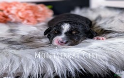 Mini Bernedoodle dogs for sale: Montserrat - Image 2