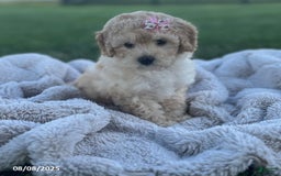 Bichpoo dogs for sale: Polly - Image 4