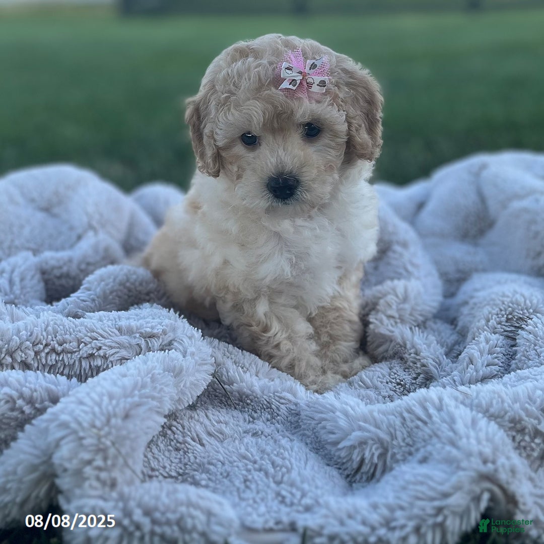 Bichpoo dogs for sale: Polly - Image 4