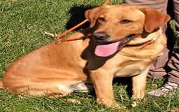 Labrador Retriever dogs for sale: Red Collar - Image 3