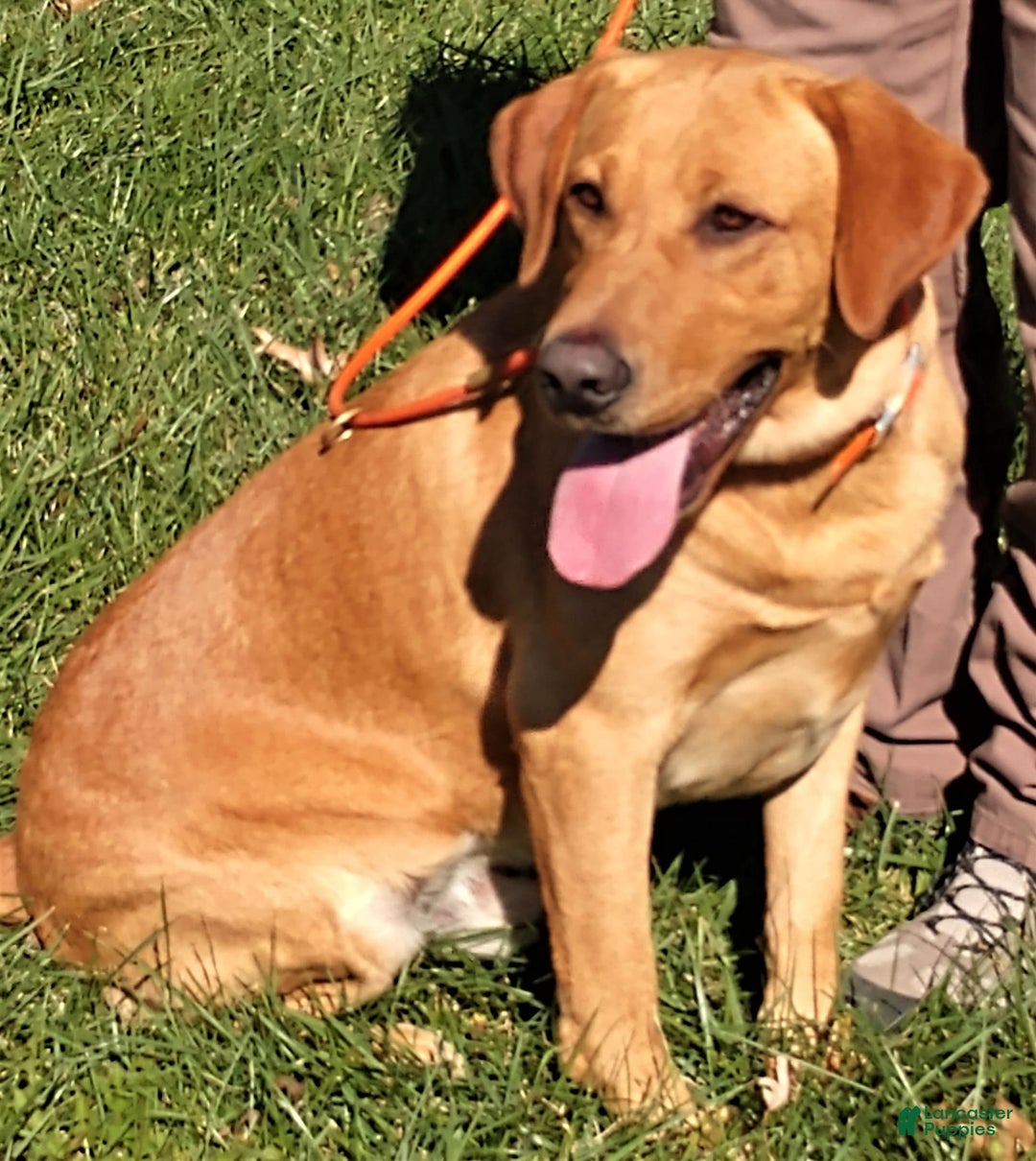 Labrador Retriever dogs for sale: Red Collar - Image 3