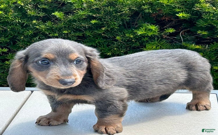 Miniature Dachshund dogs for sale - Ad 4