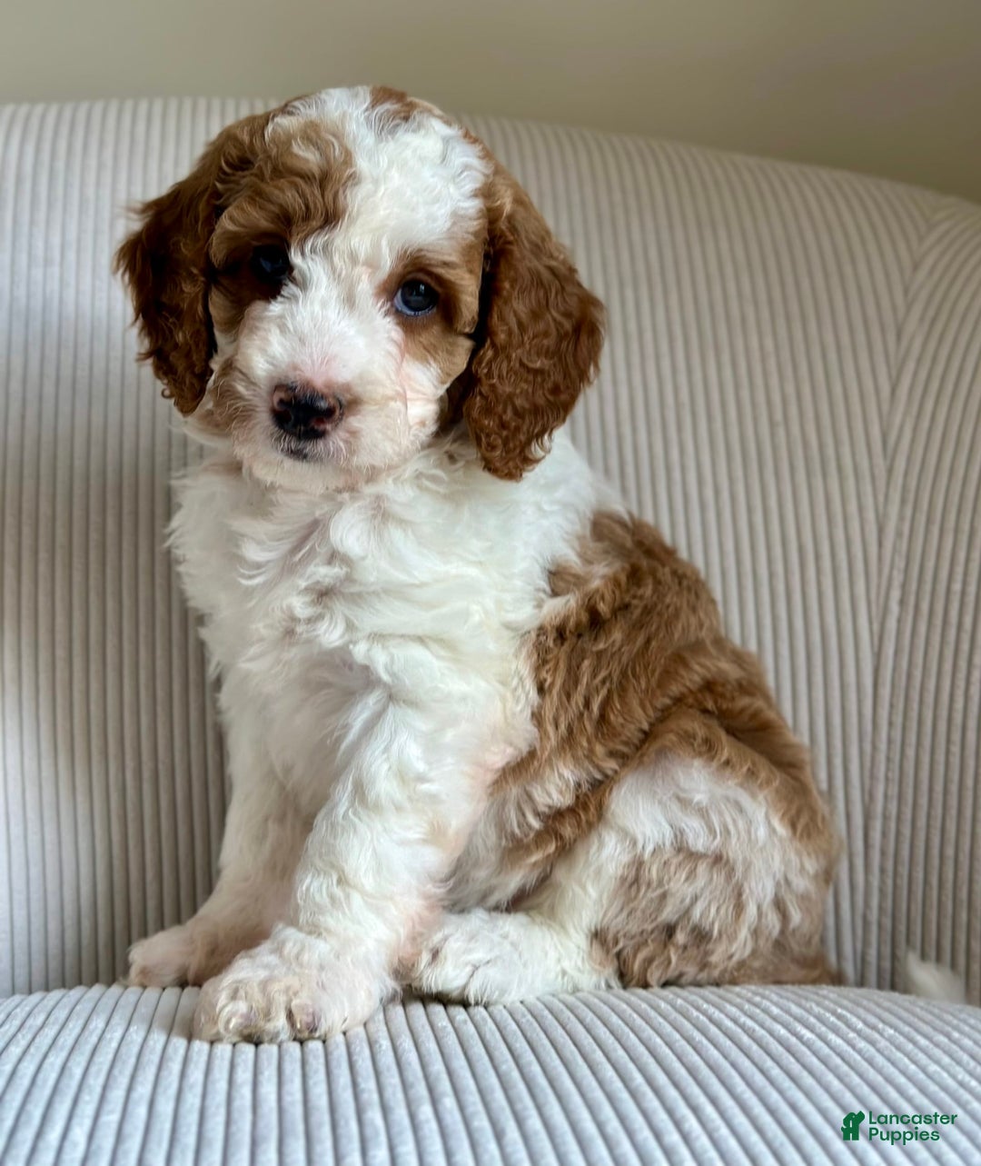 Mini Goldendoodle dogs for sale: Dixie - Image 5