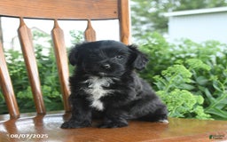 Teddy Bear dogs for sale: Zack - Image 3