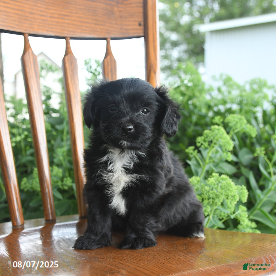 Teddy Bear dogs for sale: Zack - Image 3