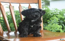 Teddy Bear dogs for sale: Zane - Image 4