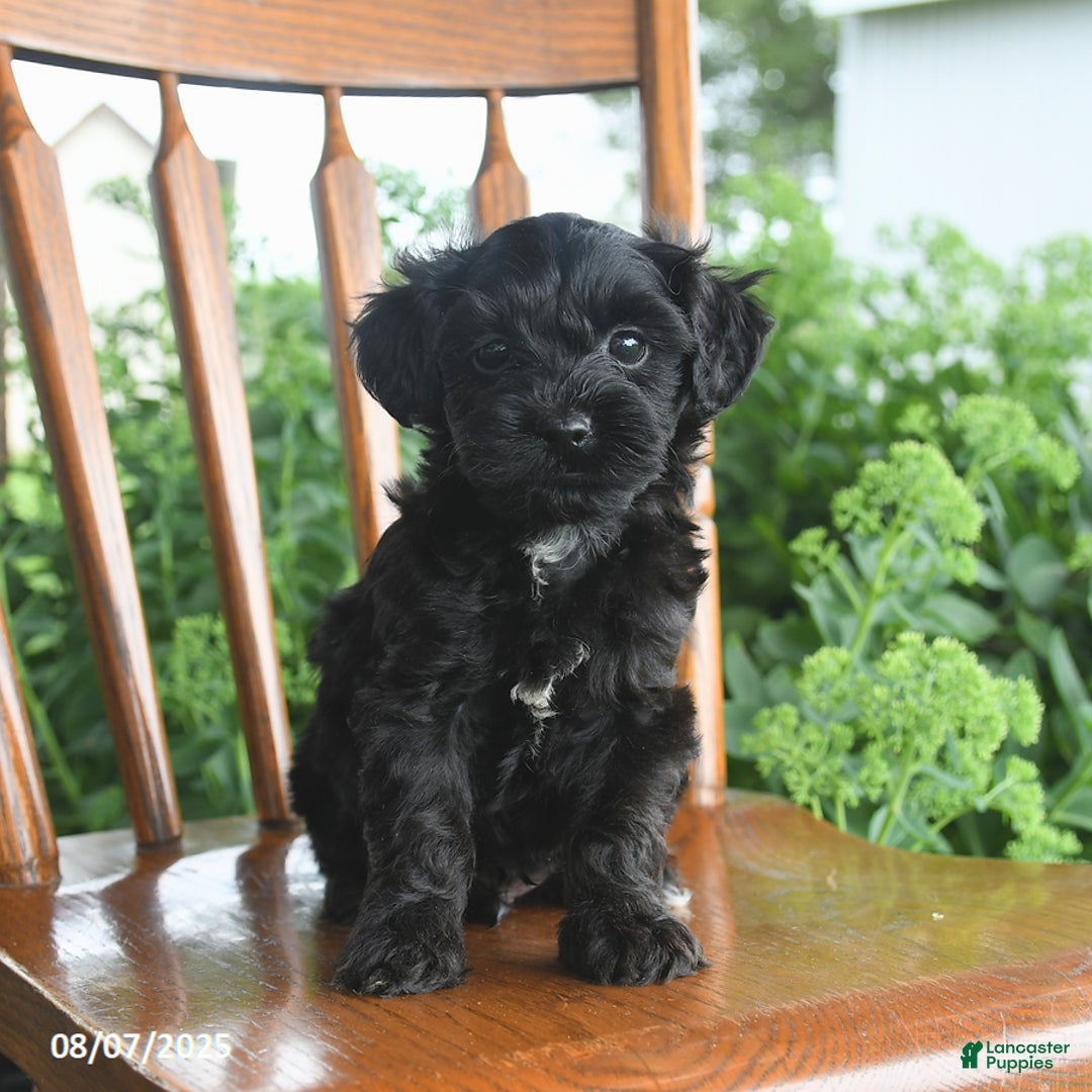 Teddy Bear dogs for sale: Zane - Image 4