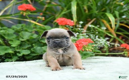 French Bulldog dogs for sale: Bluebell - Image 3