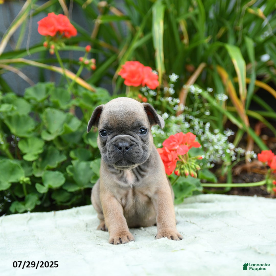 French Bulldog dogs for sale: Bluebell - Image 3