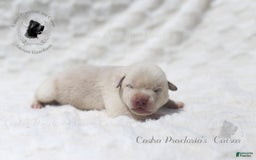 Cane Corso dogs for sale: "caesar" - Image 4