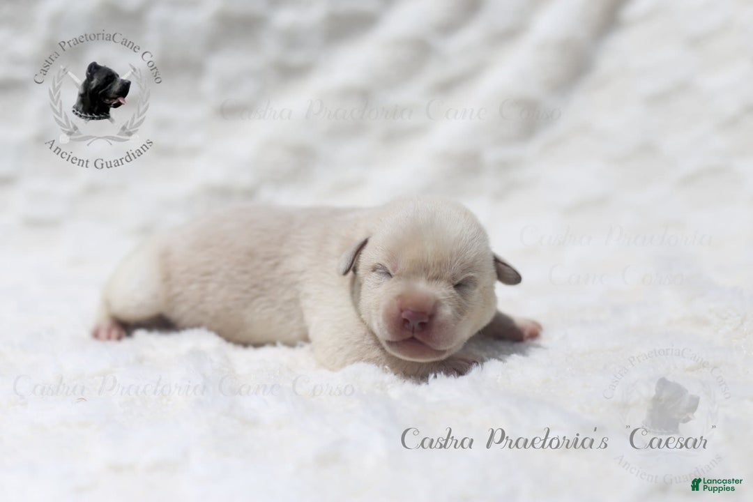 Cane Corso dogs for sale: "caesar" - Image 4