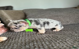 French Bulldog dogs for sale: Peewee - Image 9