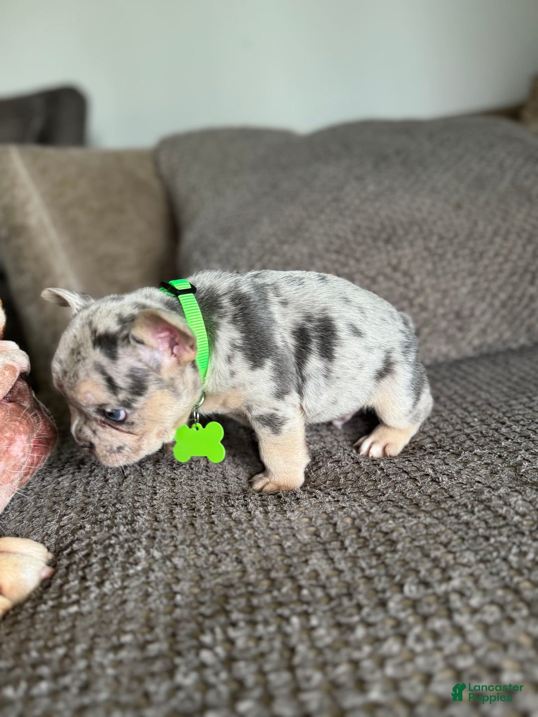 French Bulldog dogs for sale: Peewee - Image 9