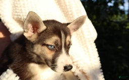 Gerberian Shepsky dogs for sale: Sheba - Image 4