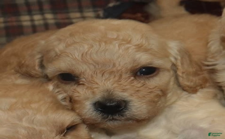 Cavachon dogs for sale - Ad 4