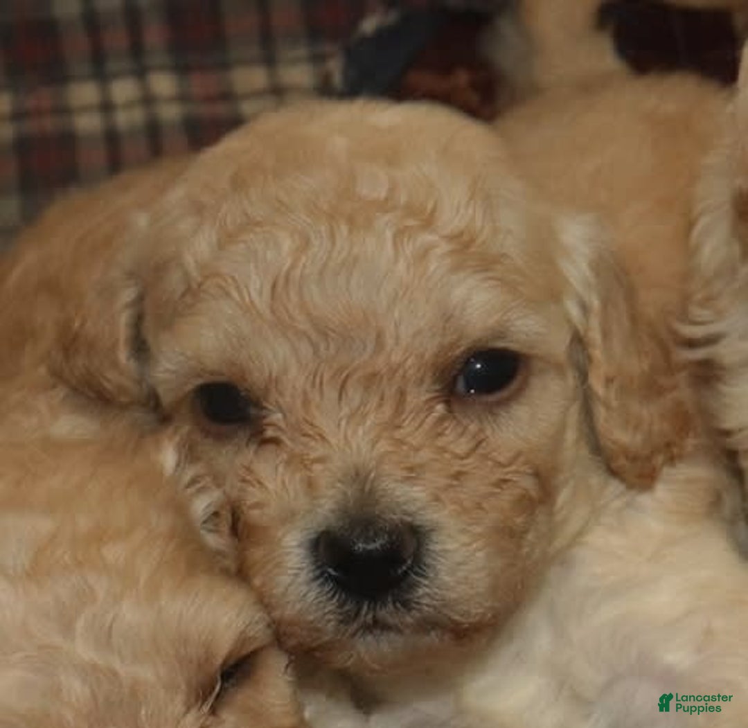 Cavachon dogs for sale: Hanna Male 3 - Image 1