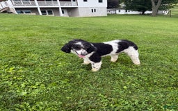 Bernedoodle dogs for sale: Justice 77956 - Image 14