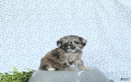 Mini Goldendoodle dogs for sale: Khloe - Image 13