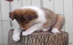 Collie dogs for sale: Arnold - Image 2
