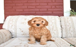 Cockapoo dogs for sale: Kipling - Image 1