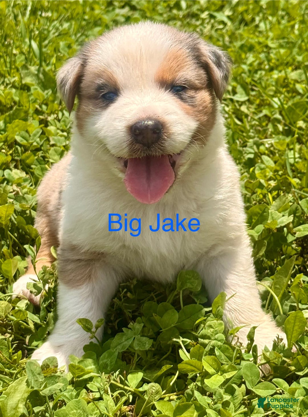 Australian Shepherd dogs for sale: Big Jake - Image 1