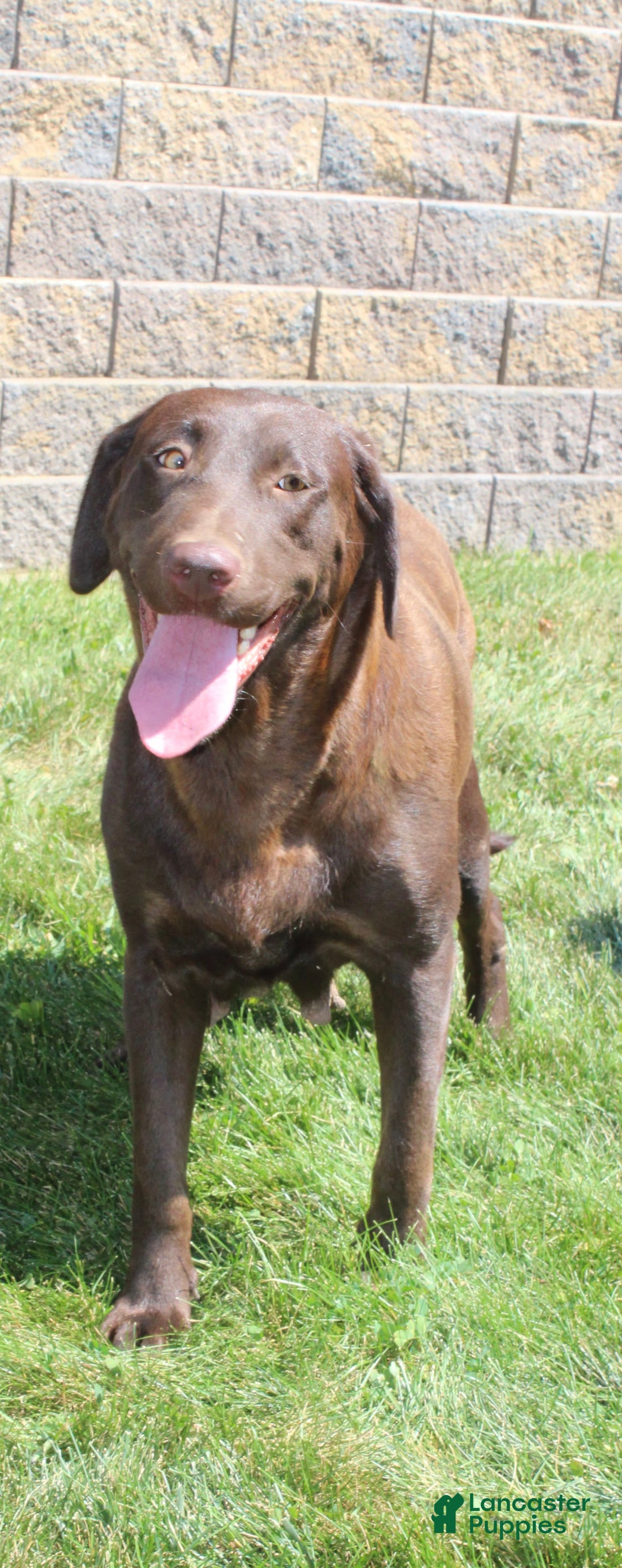 Labrador Retriever dogs for sale: Bella - Image 8