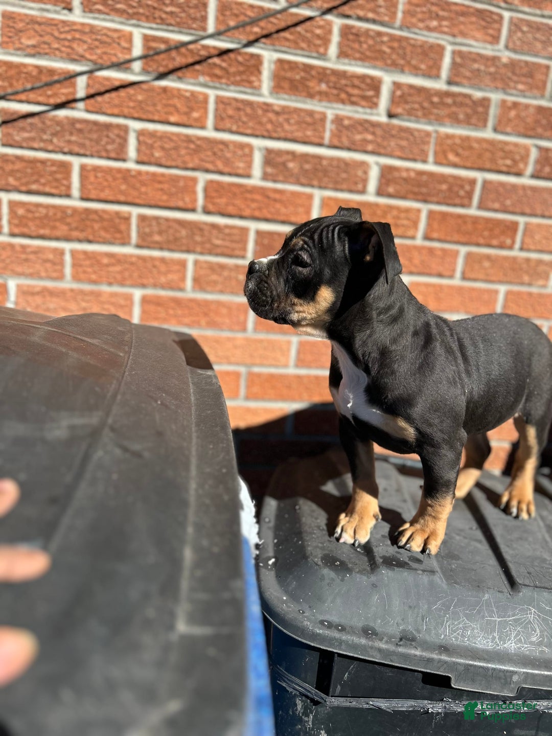 American Bully dogs for sale: Santana - Image 1