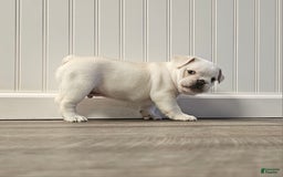 French Bulldog dogs for sale: Bear - Image 5