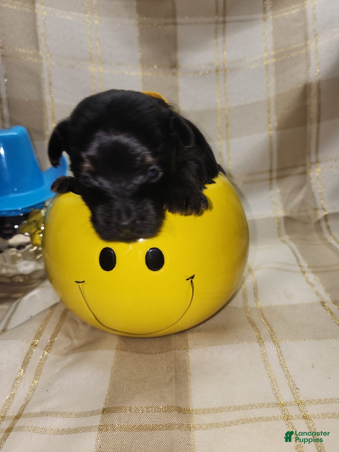 Yorkshire Terrier dogs for sale: Ernie - Image 7
