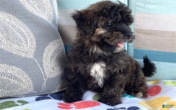 Havapoo dogs for sale: Rocky - Image 7