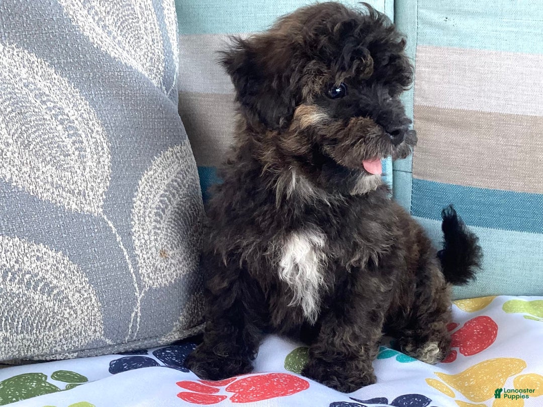 Havapoo dogs for sale: Rocky - Image 7