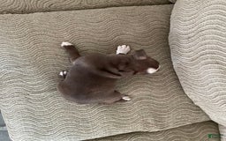 Boston Terrier dogs for sale: Tracy - Image 2