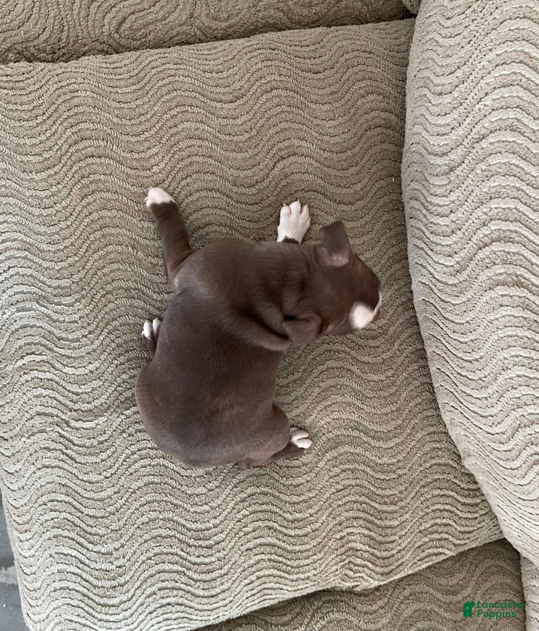 Boston Terrier dogs for sale: Tracy - Image 2
