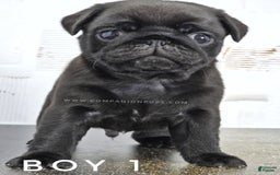 Pug dogs for sale: Boy 1 - Champion Lines! - Image 6