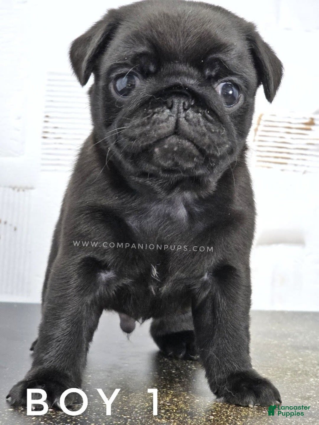 Pug dogs for sale: Boy 1 - Champion Lines! - Image 6