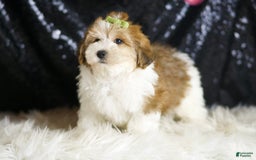 Yorkiepoo dogs for sale: Archie - Image 6