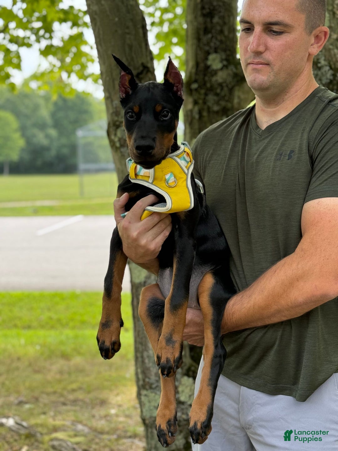 Doberman Pinscher dogs for sale: Banana - Image 12