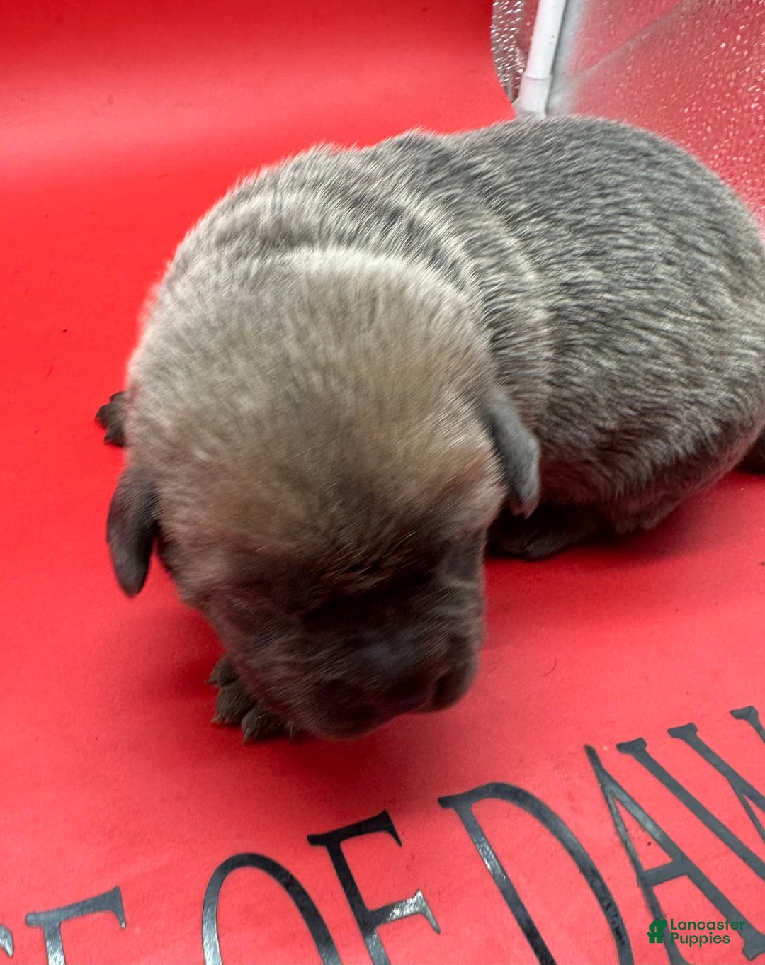 Cane Corso dogs for sale: Iccf Athena - Image 2